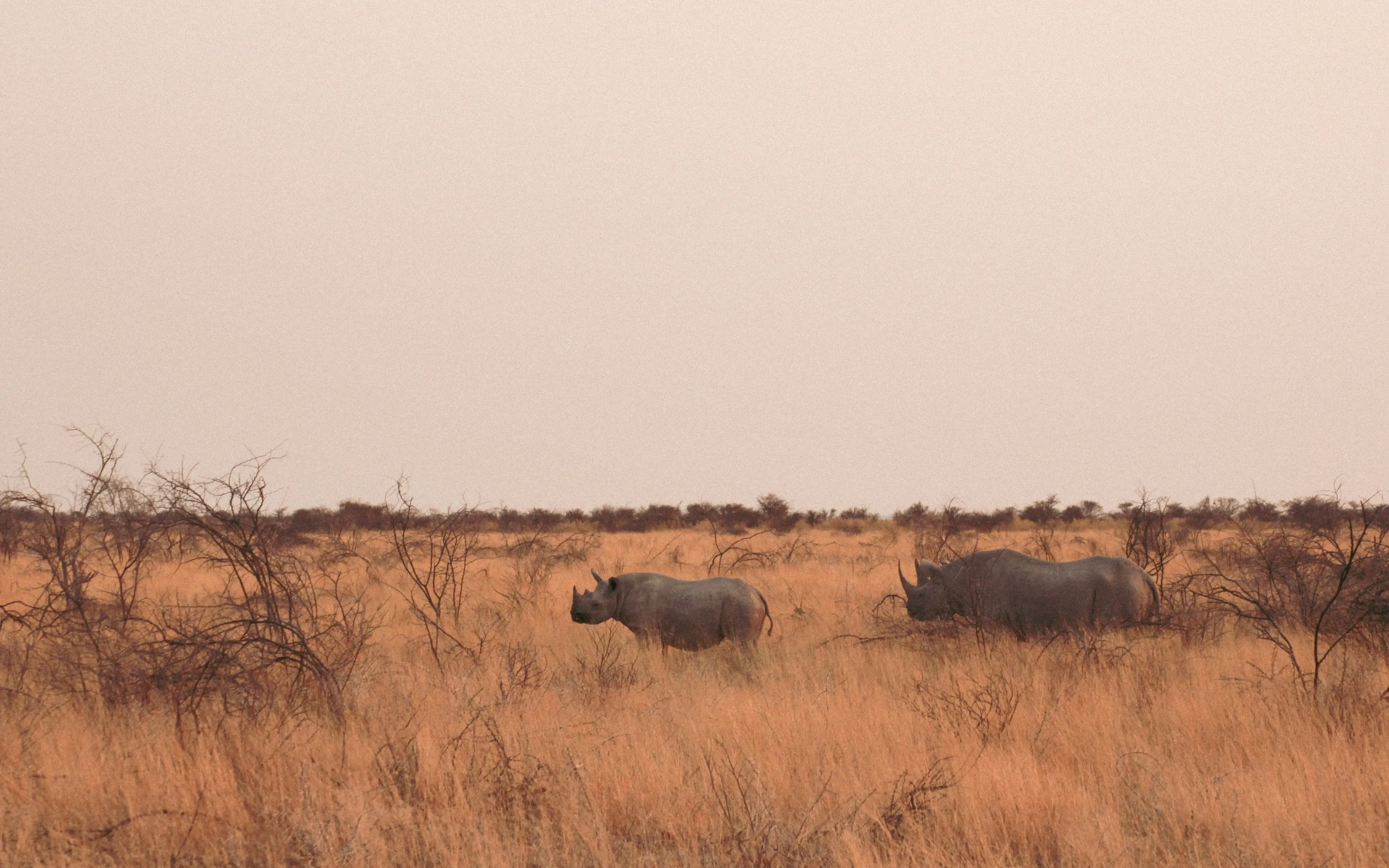 Rhinos in Namibia