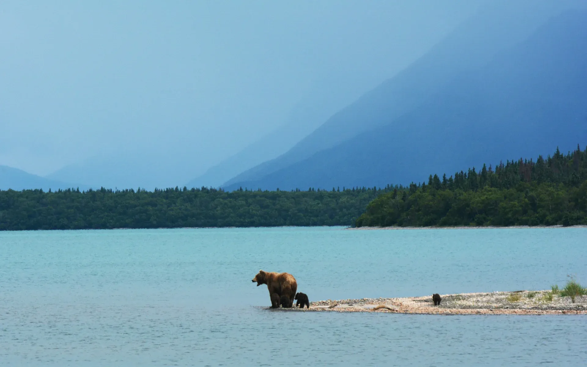 Bears in Alaska