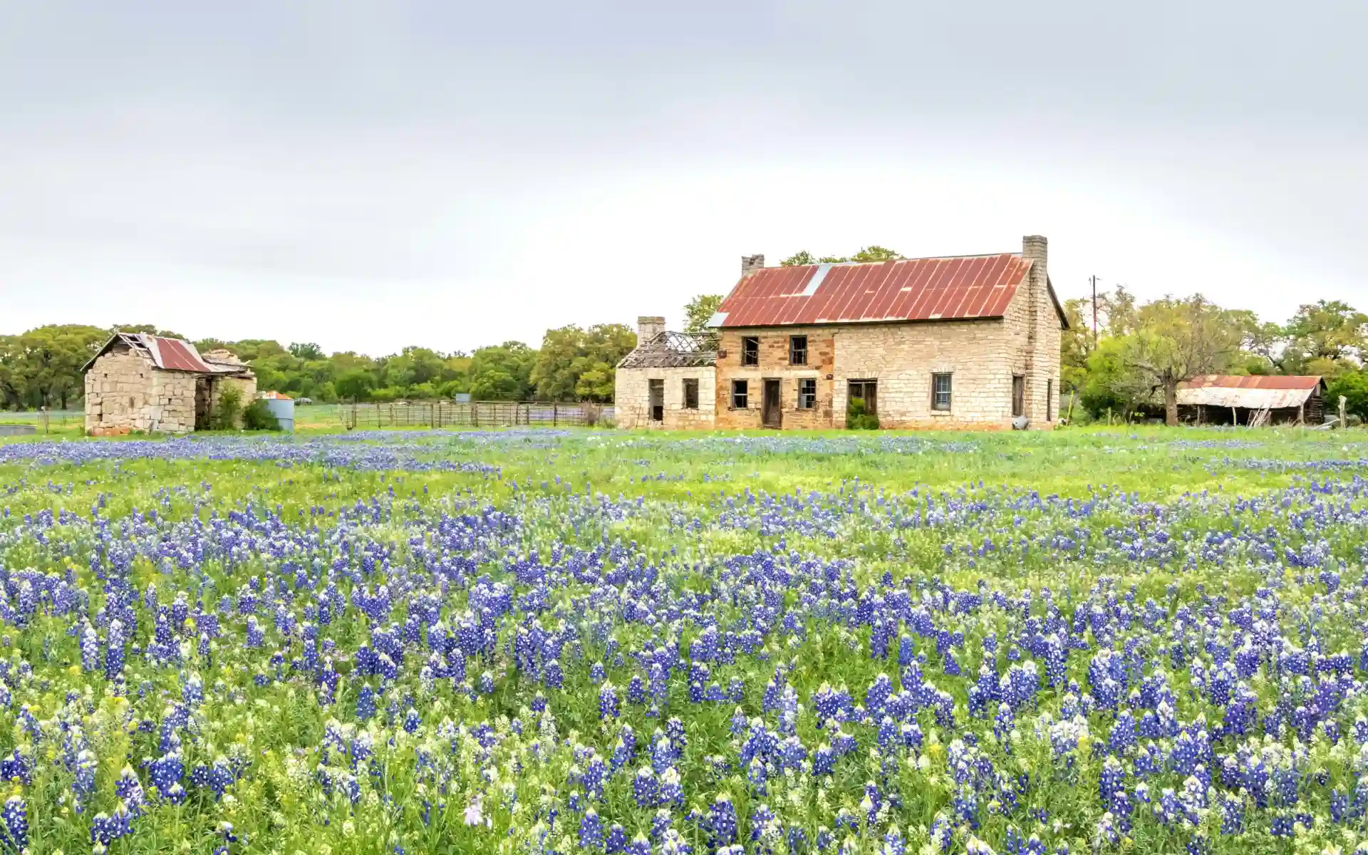 Bluebonnet Trail, Texas