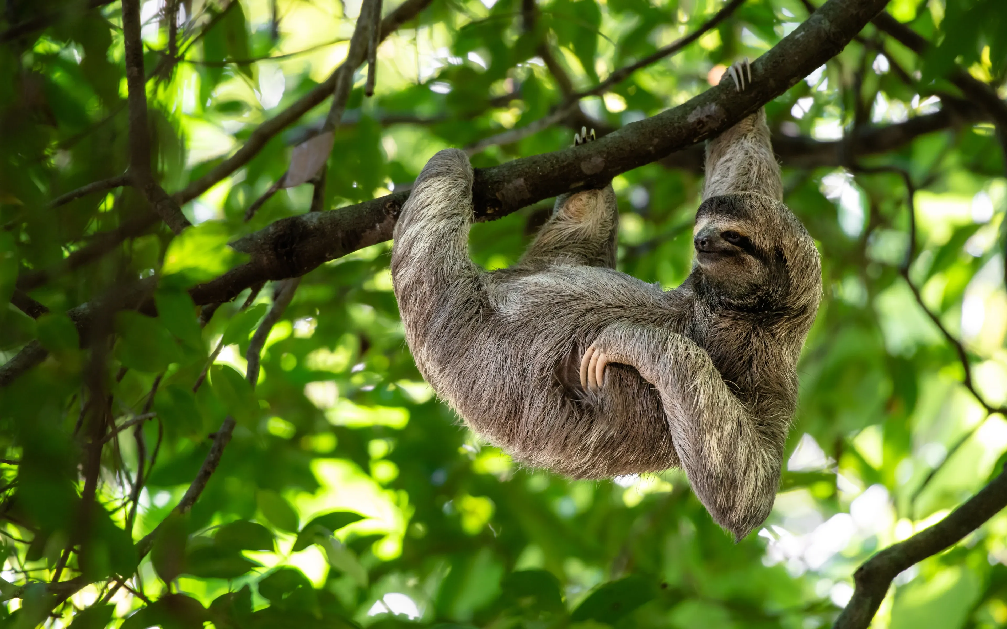 Sloth in Costa Rica