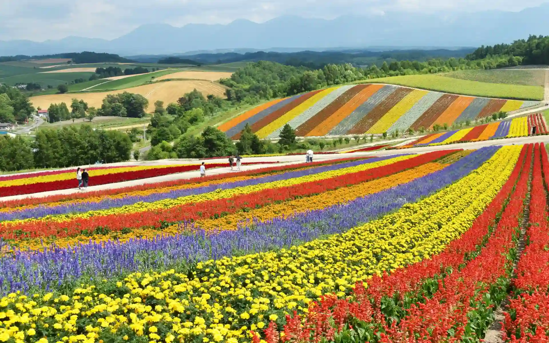 Flower fields in Hokkaido, Japan