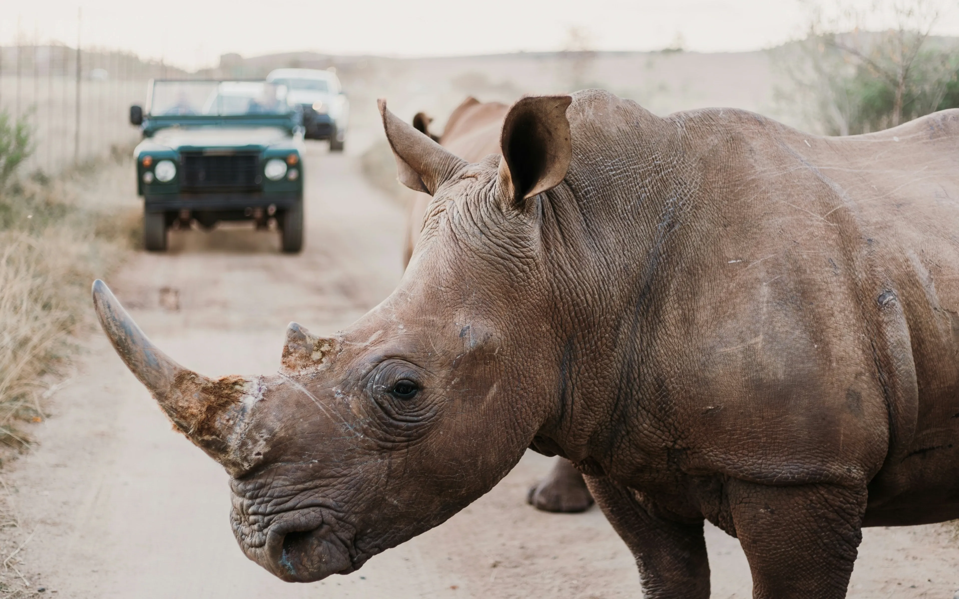 Safari in South Africa