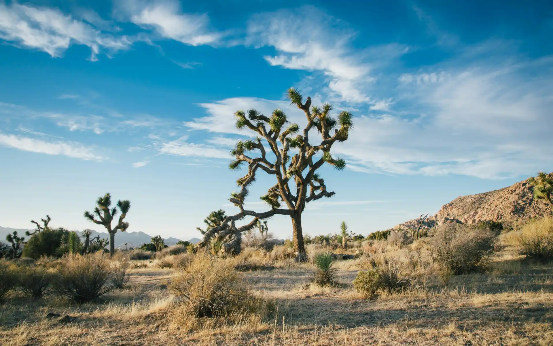 Joshua Tree National Park