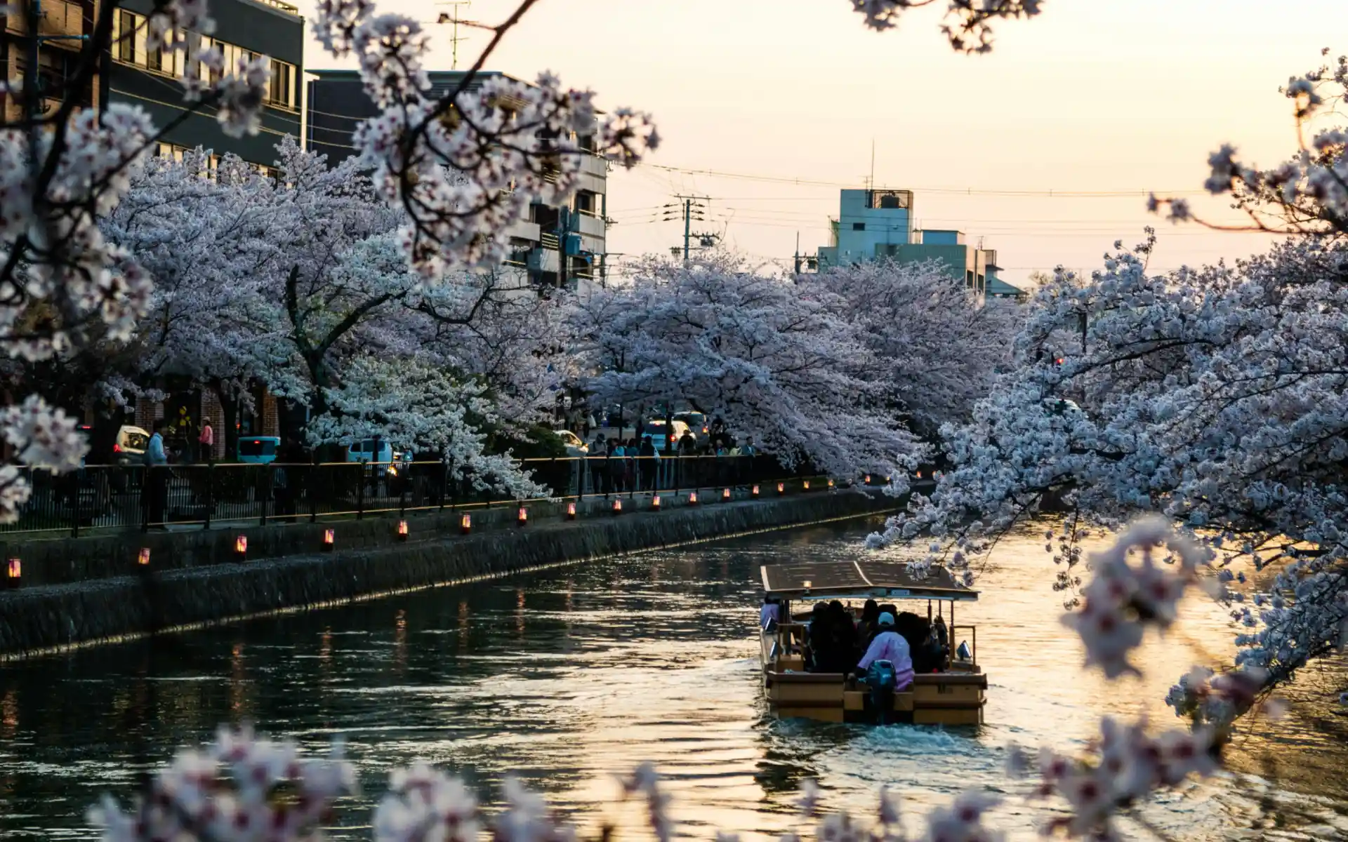 cherry blossoms in Kyoto