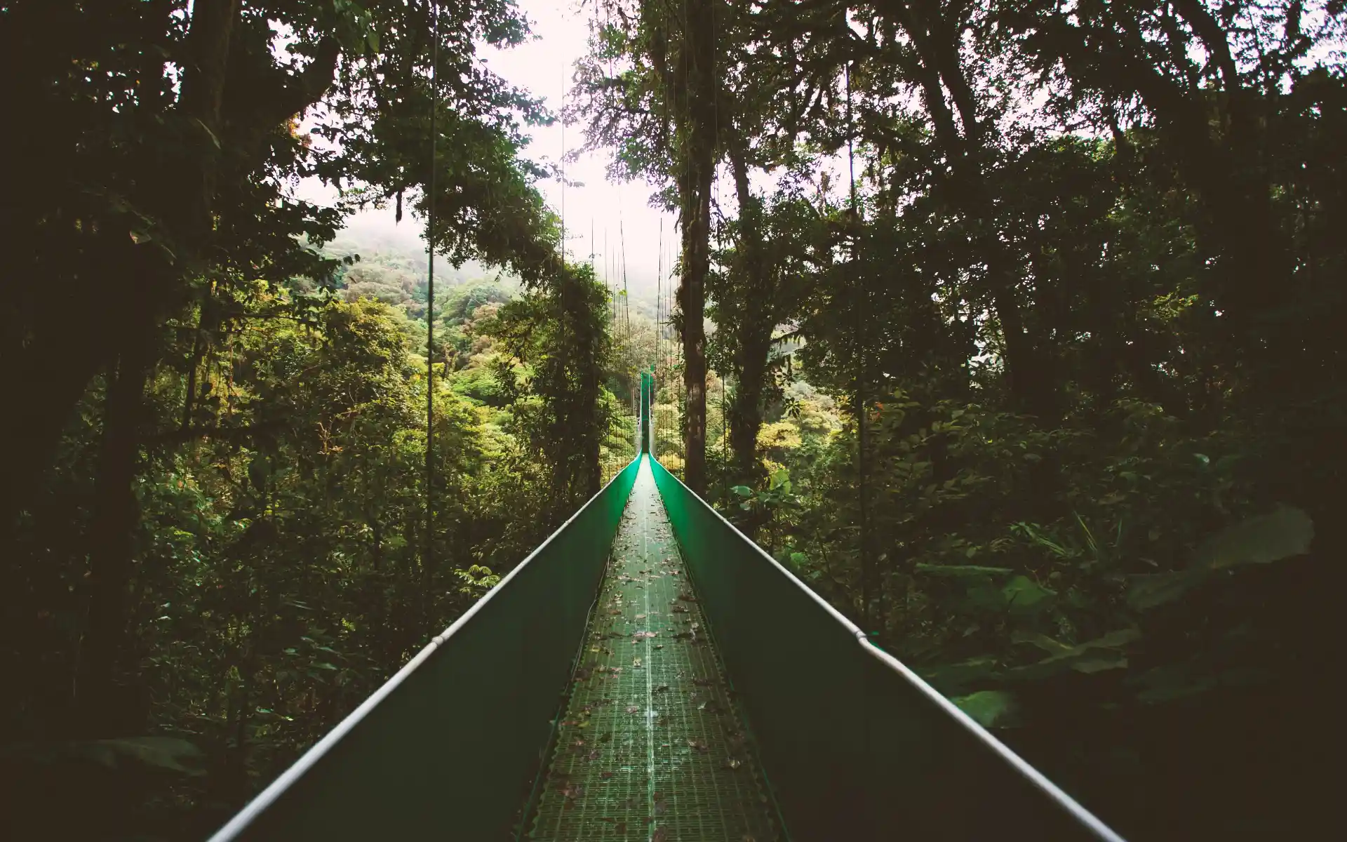 Monteverde Cloud Forest, Costa Rica