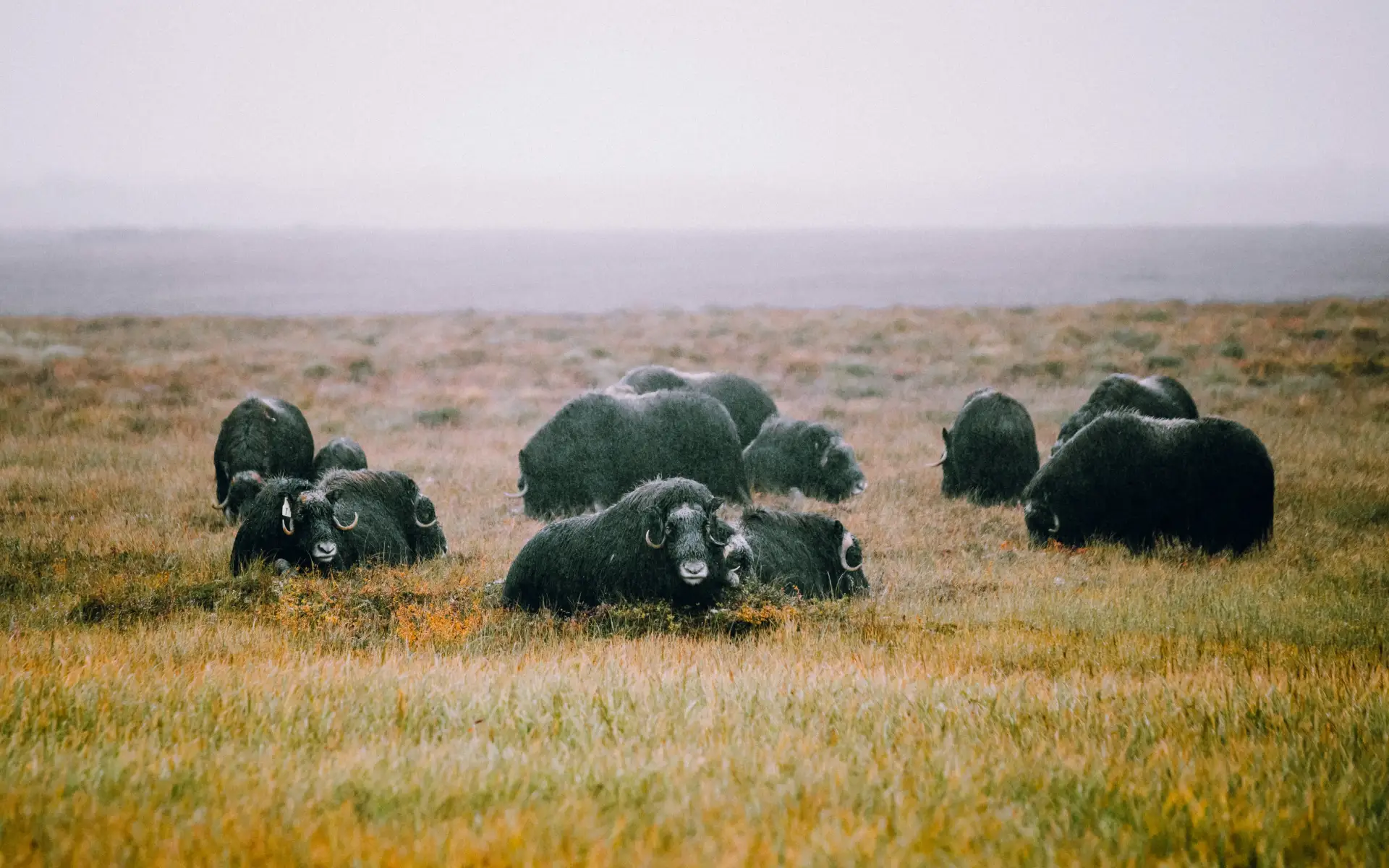 Nome, Alaska