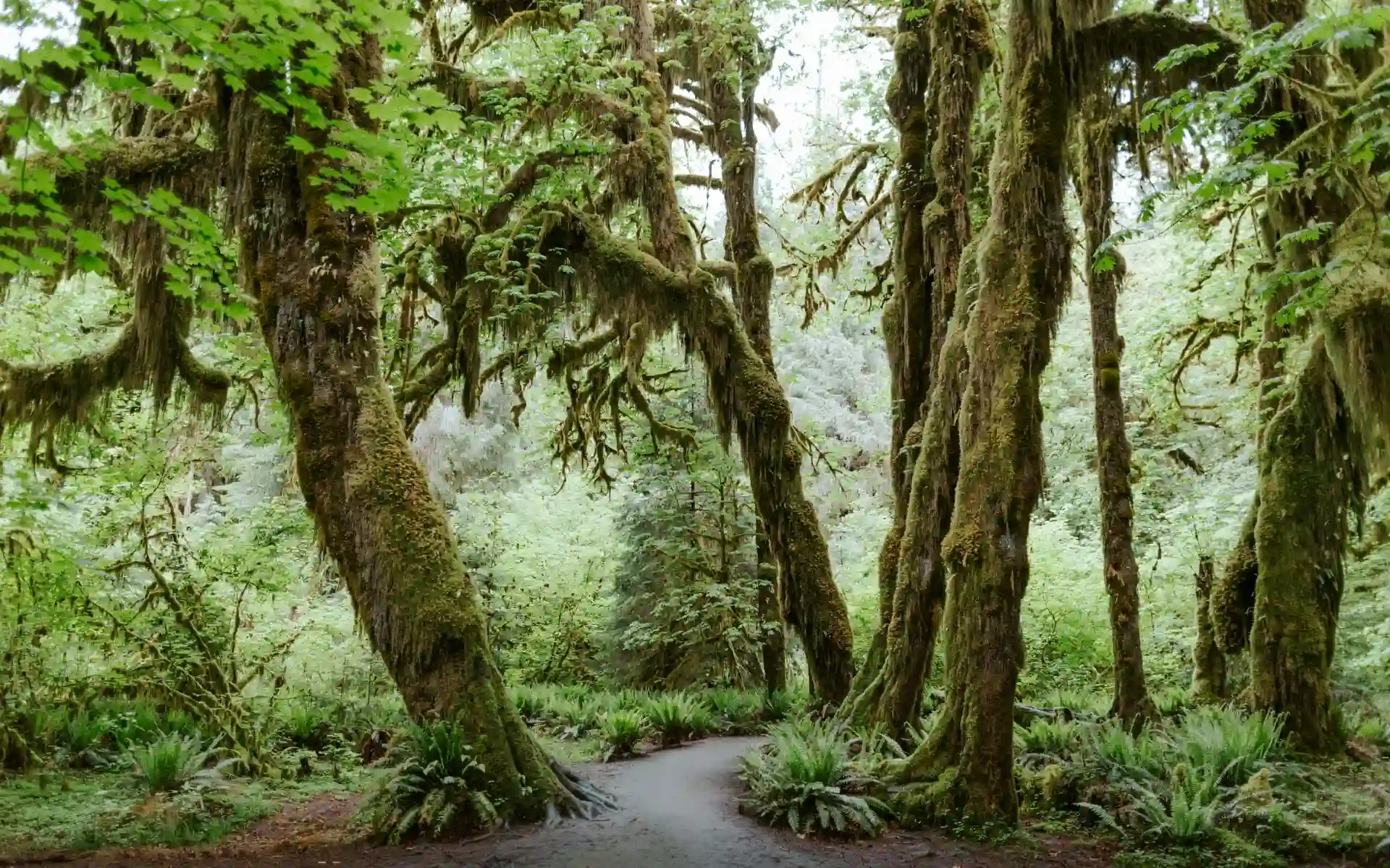 Hoh Rainforest, Washington
