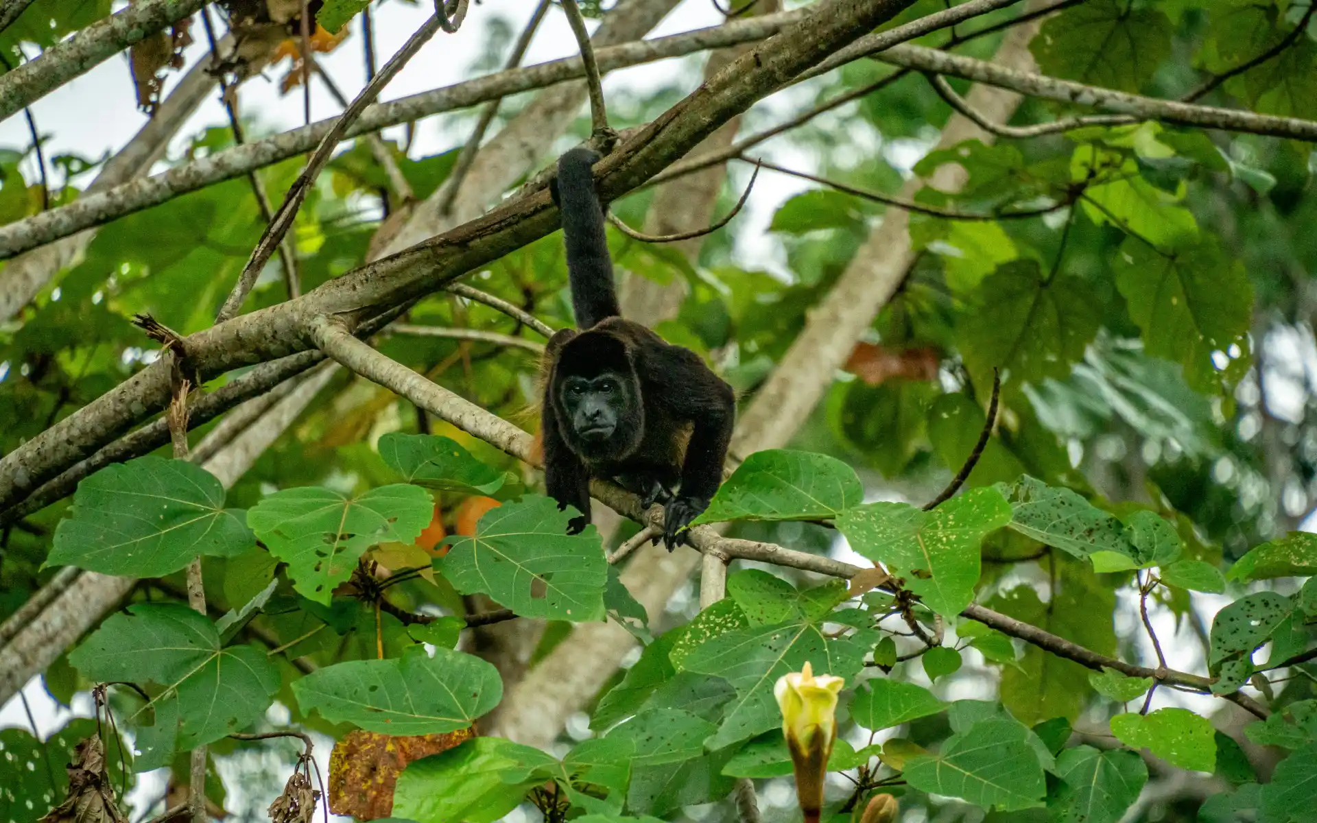 Puerto Viejo, Costa Rica