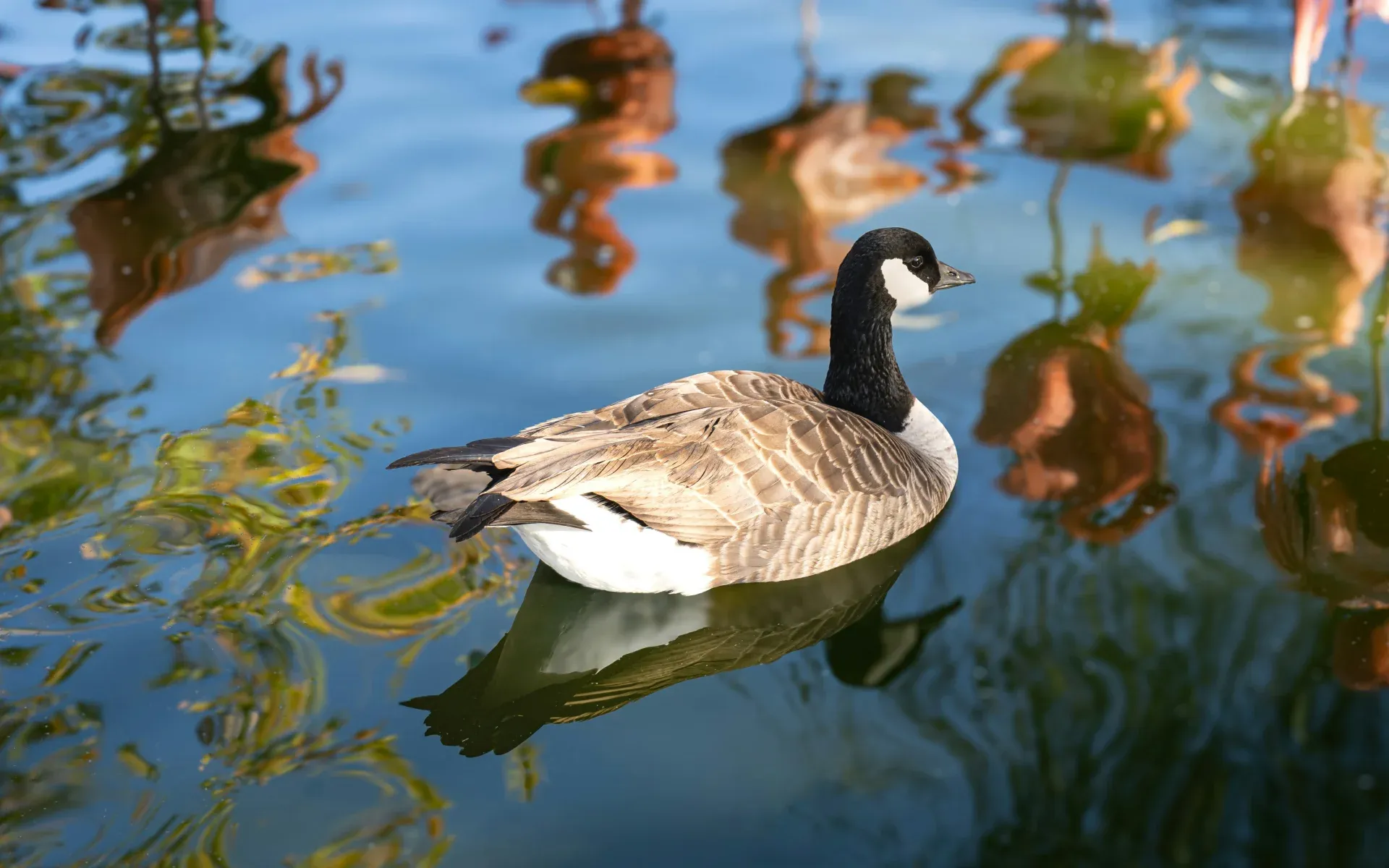 Safari West, Santa Rosa, California