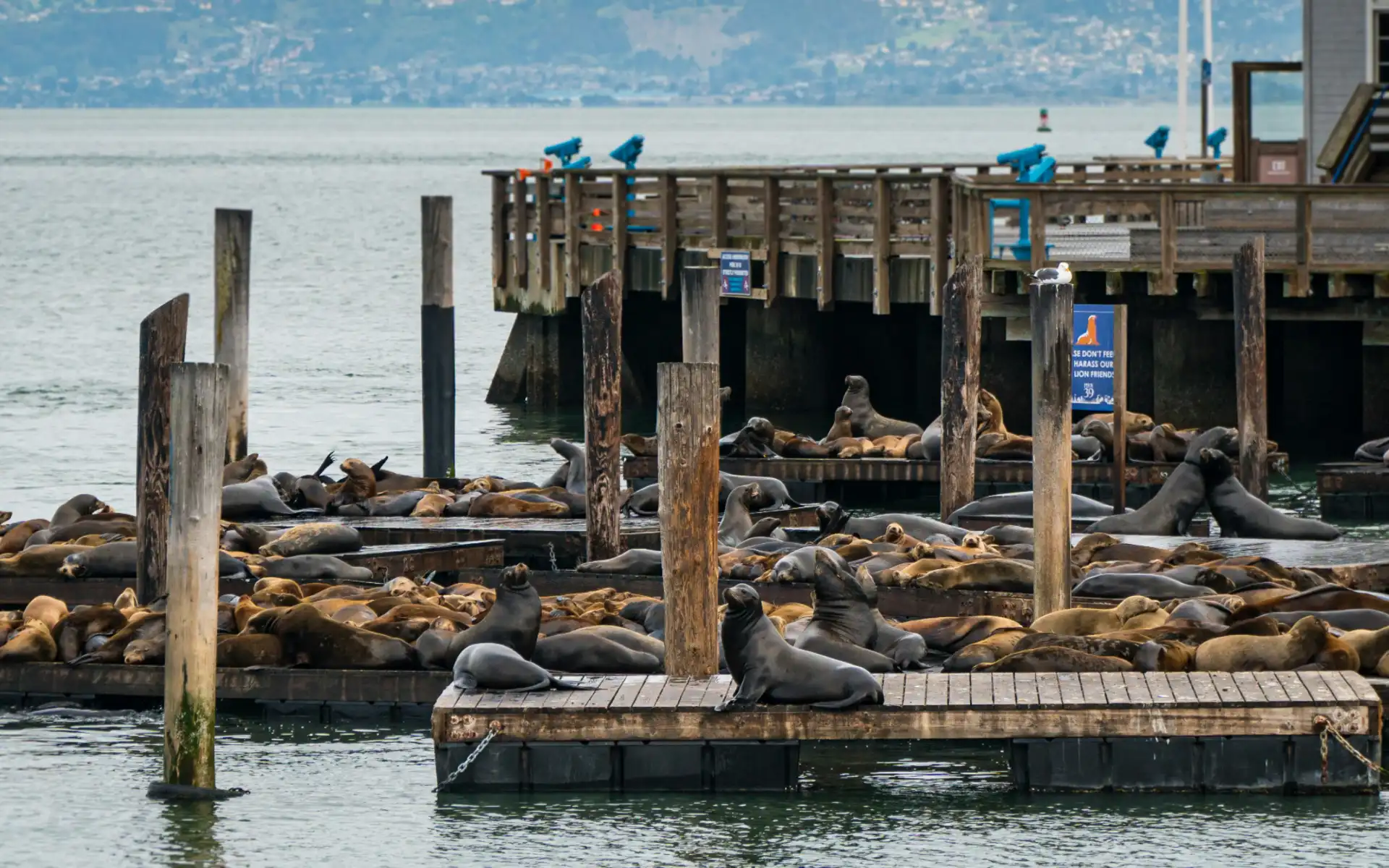 Sea lions on Pier 39 in San Francisco