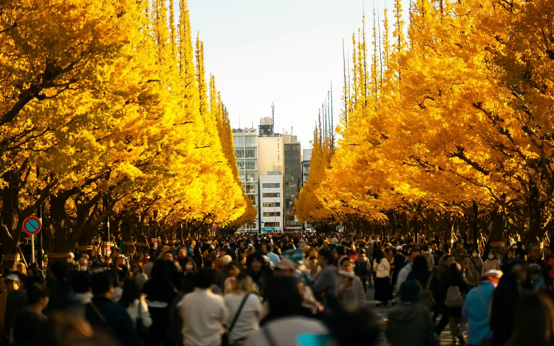 Fall foliage in Tokyo