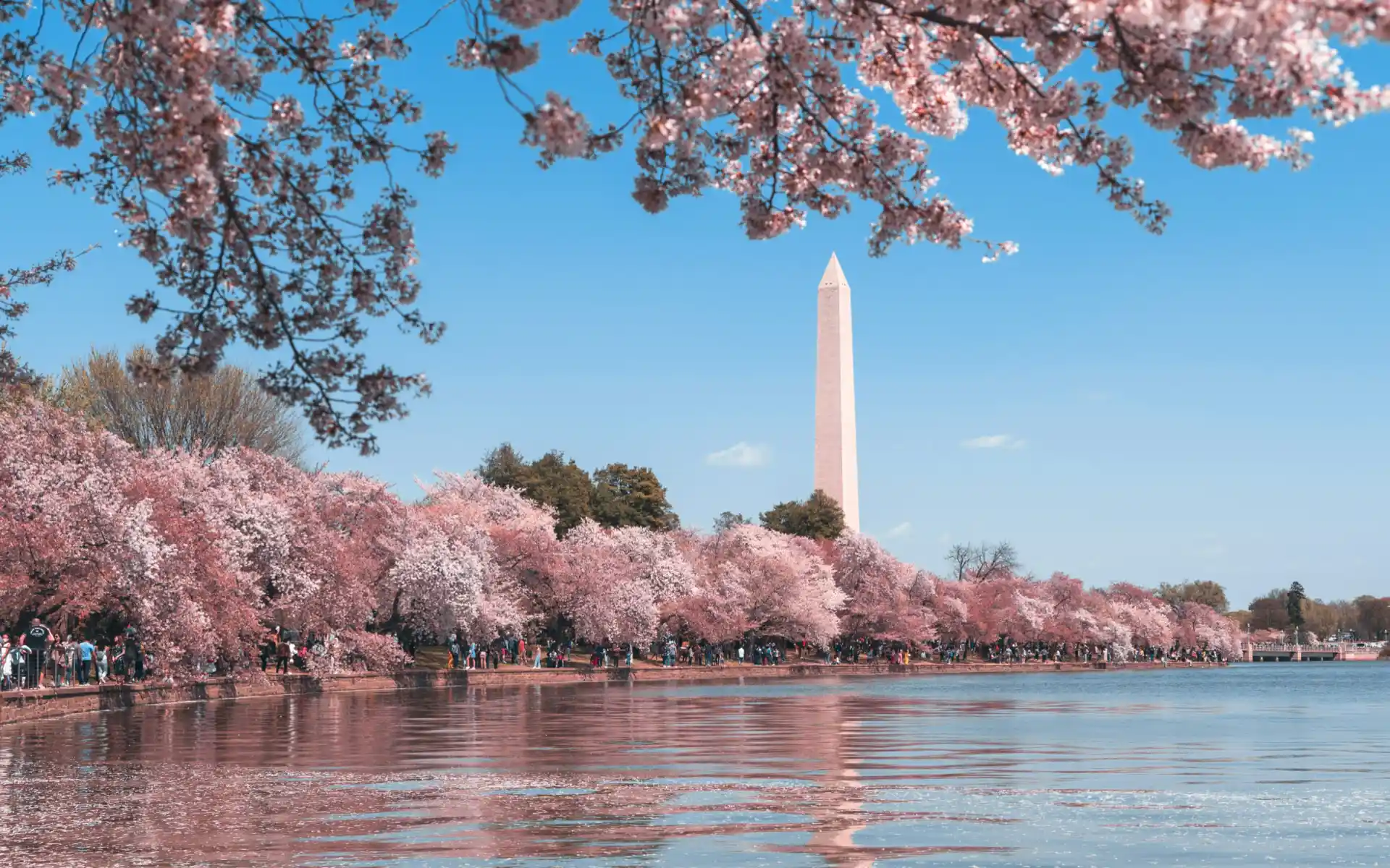 Cherry blossoms in Washington, DC