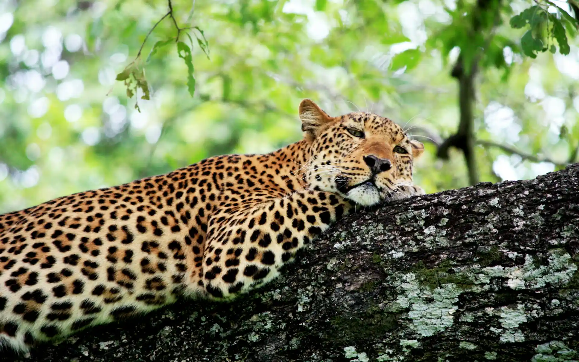 Zambia